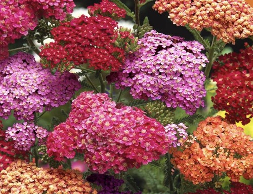 Yarrow seeds achillea - 25+, (achillea