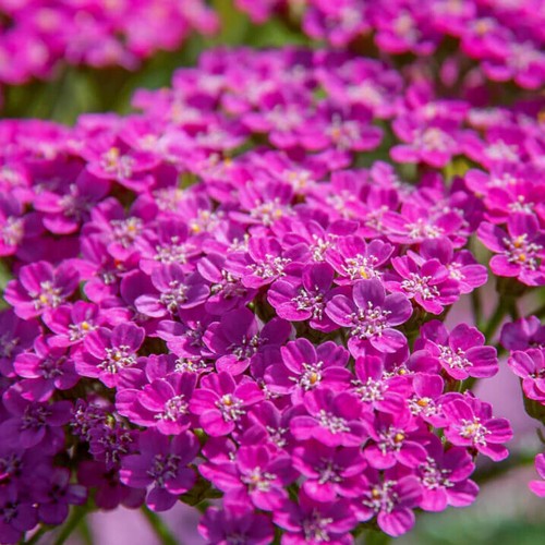 Cerise queen yarrow seeds - yarrow,