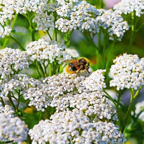 2000 yarrow seeds white - 2000+,